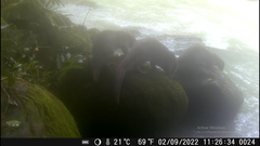Lontra longicaudis
