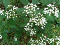 Ageratina