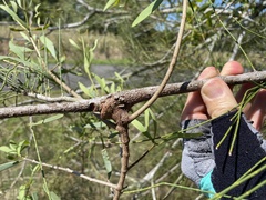 Loranthaceae