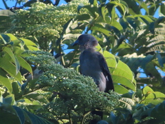 Dendrocitta formosae