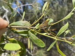 Loranthaceae