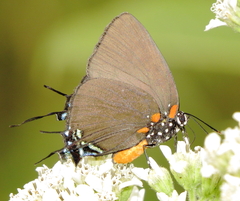 Atlides halesus