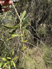 Loranthaceae