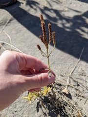 Verbenaceae