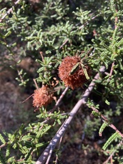 Asphondylia ceanothi