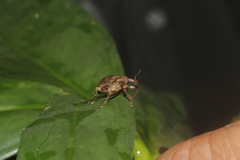 Phelypera distigma