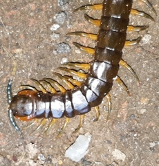 Scolopendra viridis