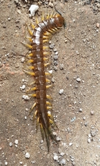 Scolopendra viridis