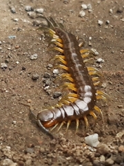 Scolopendra viridis