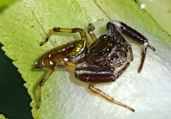 Lurio