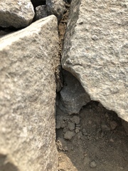 Buckellacris chilcotinae