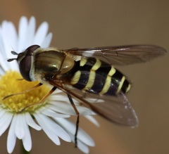 Syrphus torvus