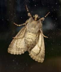 Allophyes oxyacanthae