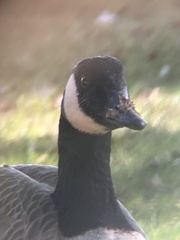 Branta canadensis