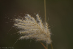 Bothriochloa barbinodis