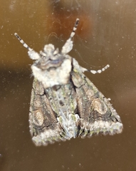 Allophyes oxyacanthae