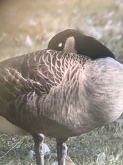 Branta canadensis