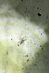Clubionidae