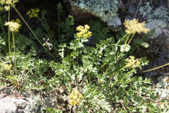 Cymopterus lemmonii