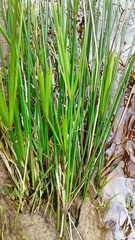 Cyperus vaginatus