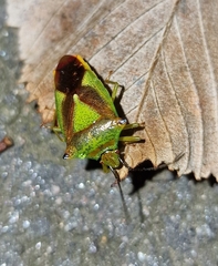 Acanthosoma haemorrhoidale