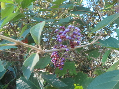 Callicarpa formosana