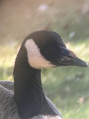 Branta canadensis