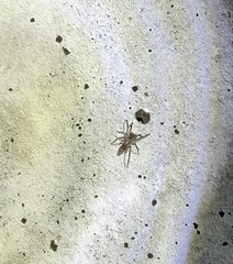 Clubionidae