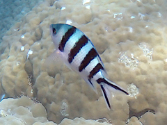 Abudefduf sexfasciatus