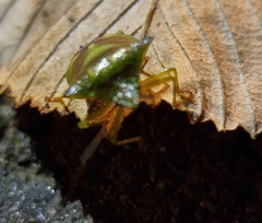 Acanthosoma haemorrhoidale
