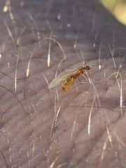 Brachymyrmex depilis