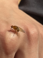 Brachycera