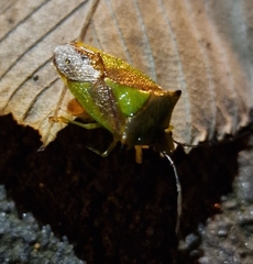 Acanthosoma haemorrhoidale