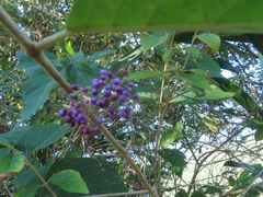 Callicarpa formosana