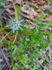 Eryngium aromaticum