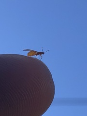 Brachymyrmex depilis