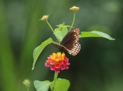 Papilio clytia