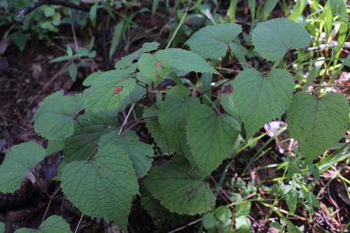 Image of Vitis tiliifolia by (c) Said Jimenez, some rights reserved (CC BY)