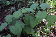 Vitis tiliifolia