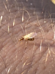 Brachymyrmex depilis