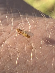 Brachymyrmex depilis