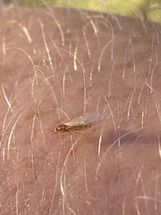 Brachymyrmex depilis