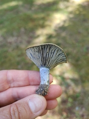 Lactarius paradoxus