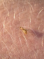 Brachymyrmex depilis