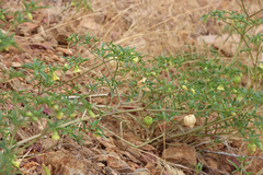 Physalis longifolia longifolia