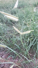 Bouteloua gracilis