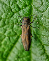 Agrilus