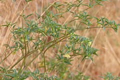 Physalis longifolia longifolia