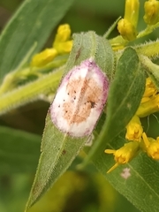 Asteromyia carbonifera