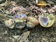 Cortinarius atkinsonianus